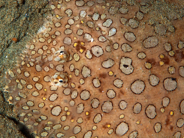 ミナミウシノシタ