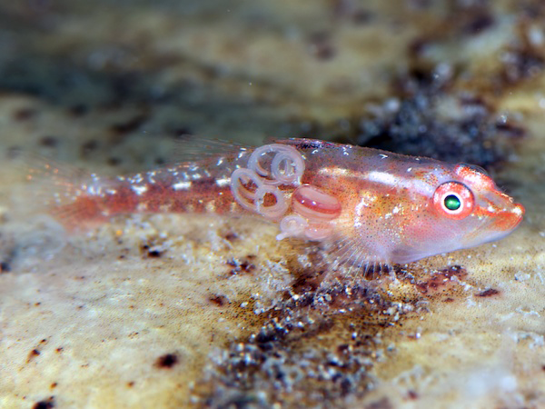 ウミタケハゼと寄生虫