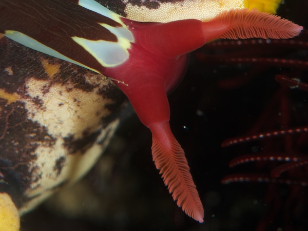 ウミウシの触角のアップ
