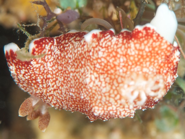 チリメンウミウシ