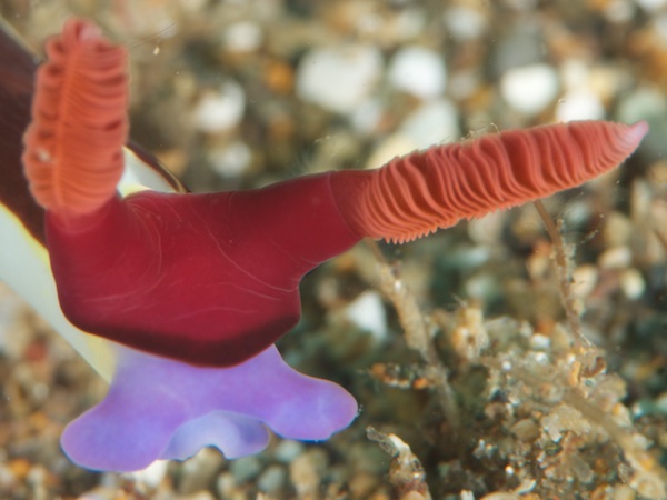 ウミウシの触角のアップ