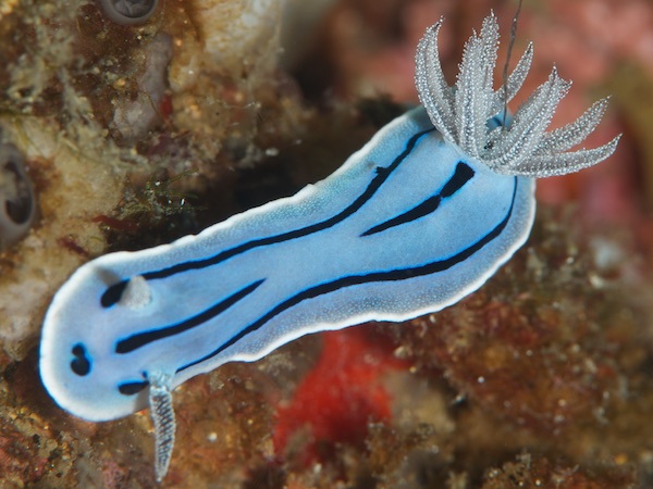 ミゾレウミウシ