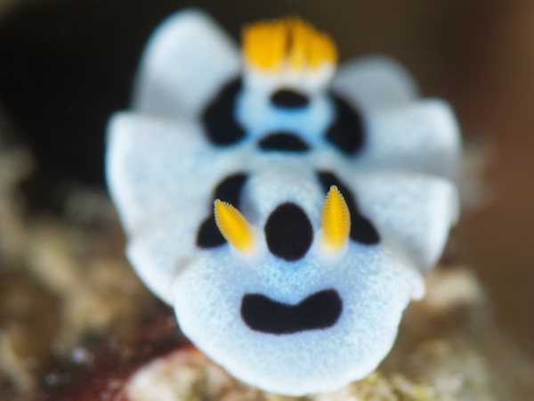 ダイアナウミウシ