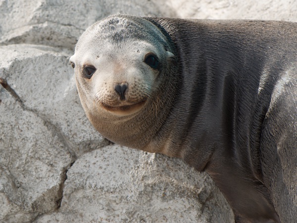 仔アシカのリズ