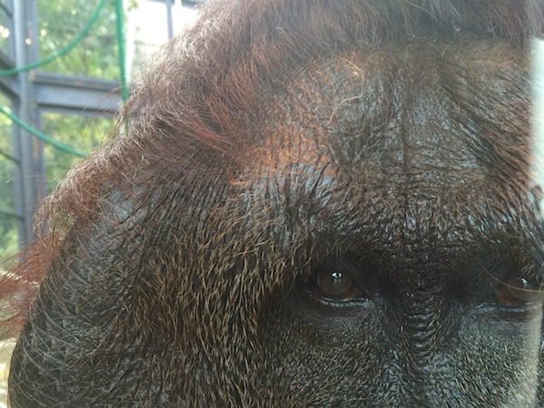 福岡市動物園のオランウータン