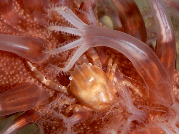 ウミシャボテンカニダマシ