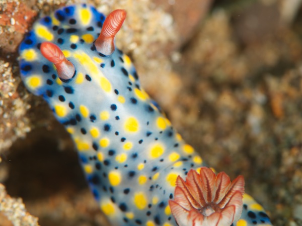 ヒュプセロドーリス・カンガ