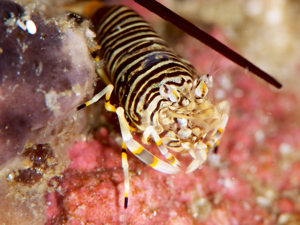 ヨコシマエビ（バンブルビーシュリンプ）