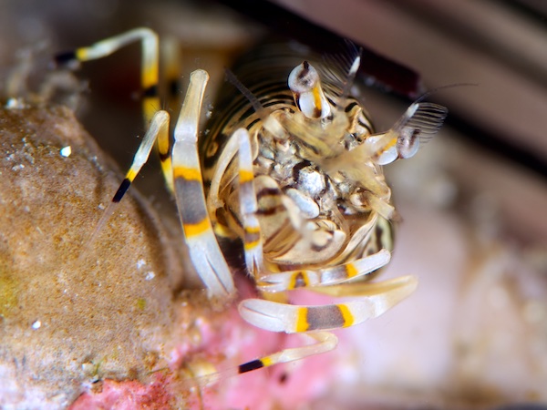 ヨコシマエビ（バンブルビーシュリンプ）