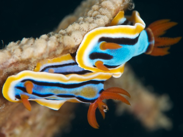 アンナウミウシ