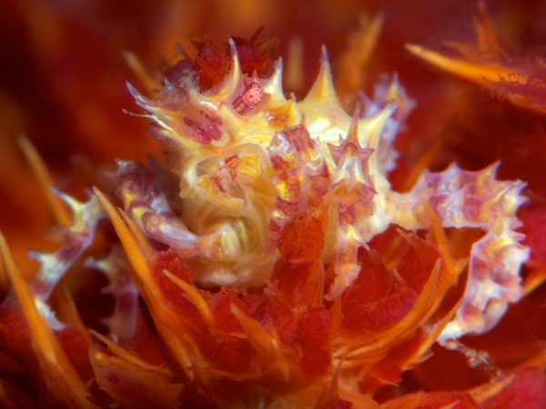 イソコンペイトウガニ（Candy Crab）