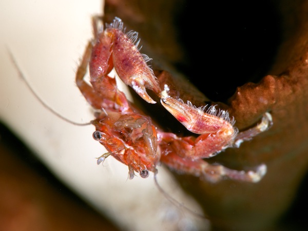 アニラオのカニ