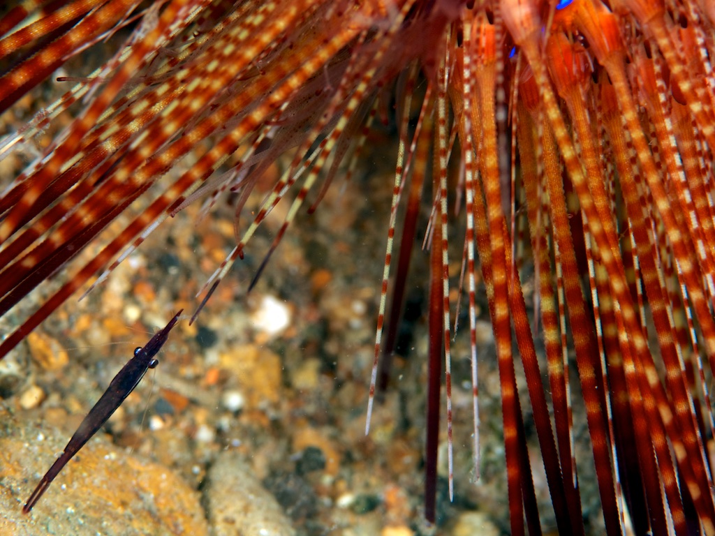 ガンガゼカクレエビ