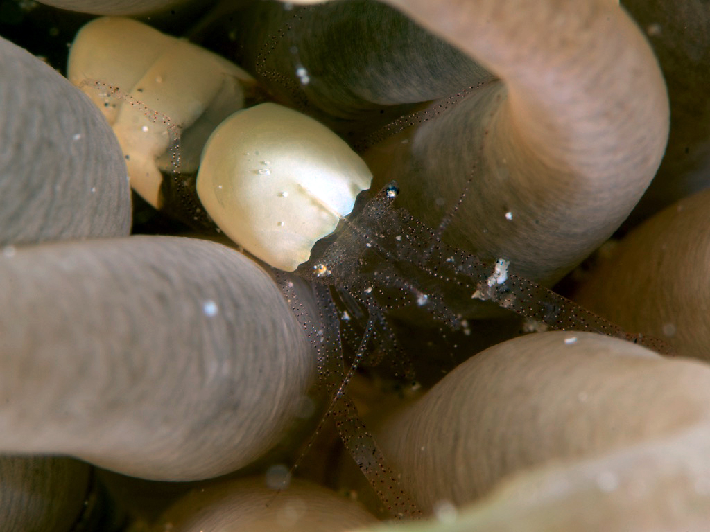 ヒメイソギンチャクエビ