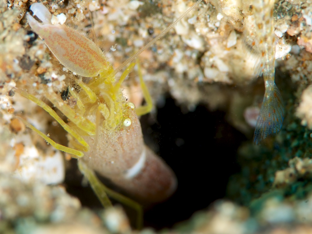 テッポウエビ（Snapping Shrimp）