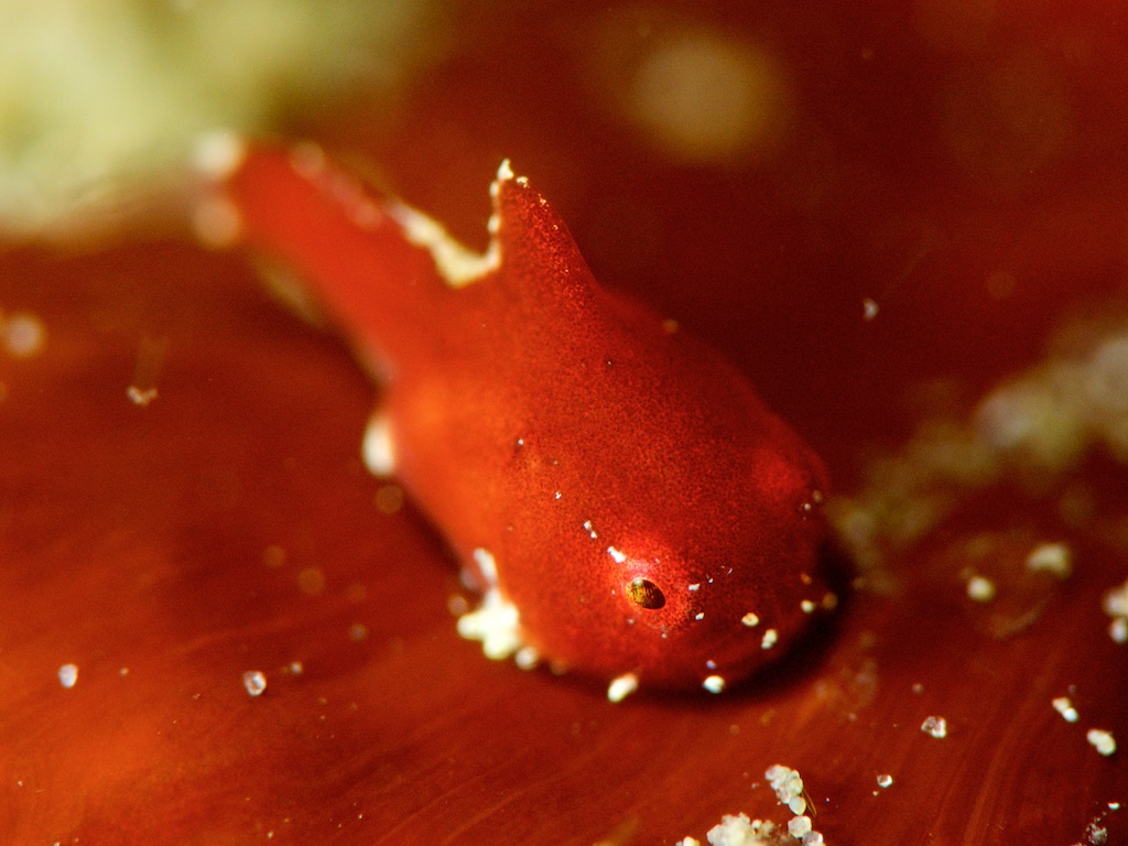 葉山の5mm級のダンゴウオ（Lumpsucker）