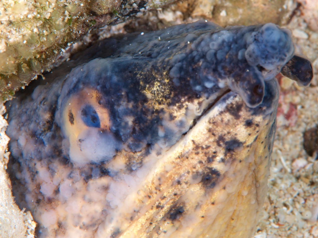 ホタテウミヘビ