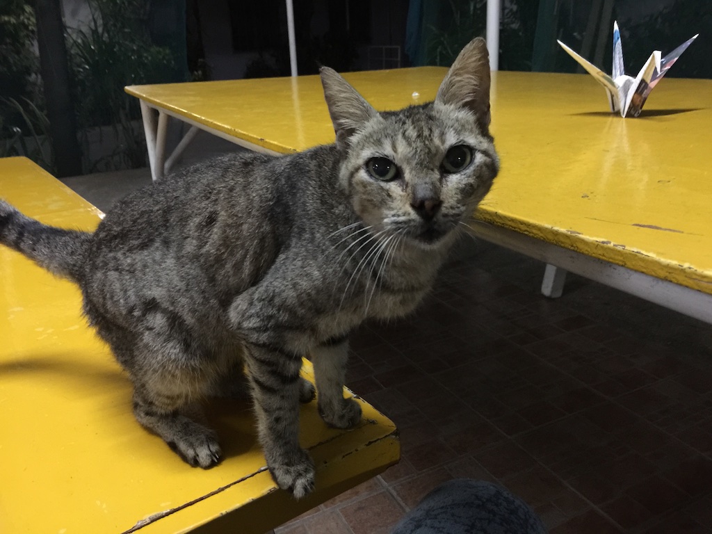 BAYSIDE English Cebuのニャンコ