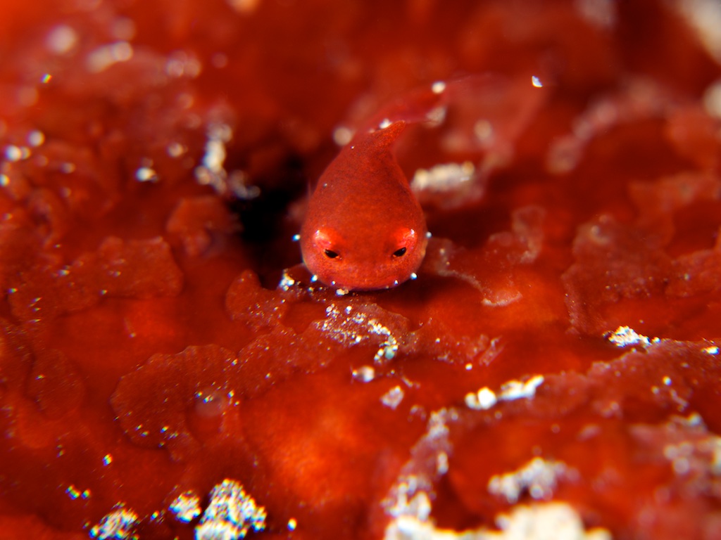 地球の海フォトコンテスト2015 自由部門入賞『ベイビーフェイス』