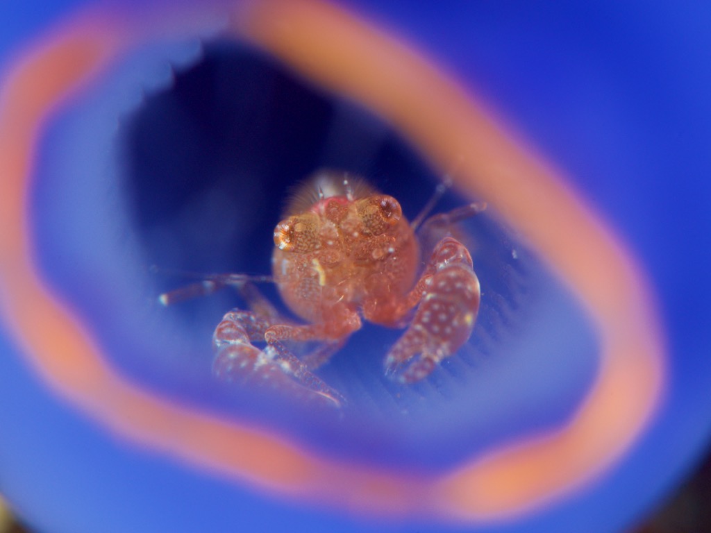 ホヤカクレエビ