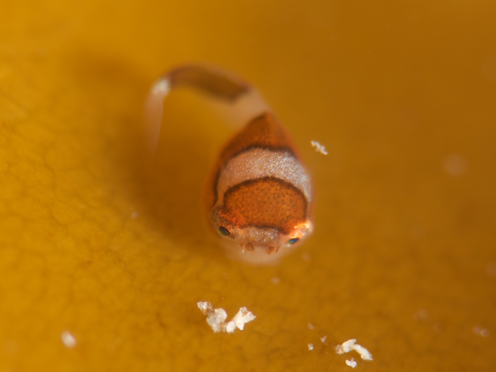 川奈のダンゴウオ