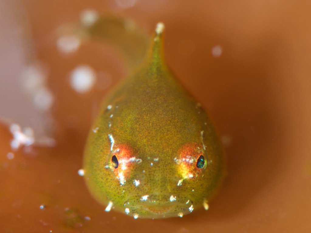 川奈のダンゴウオ