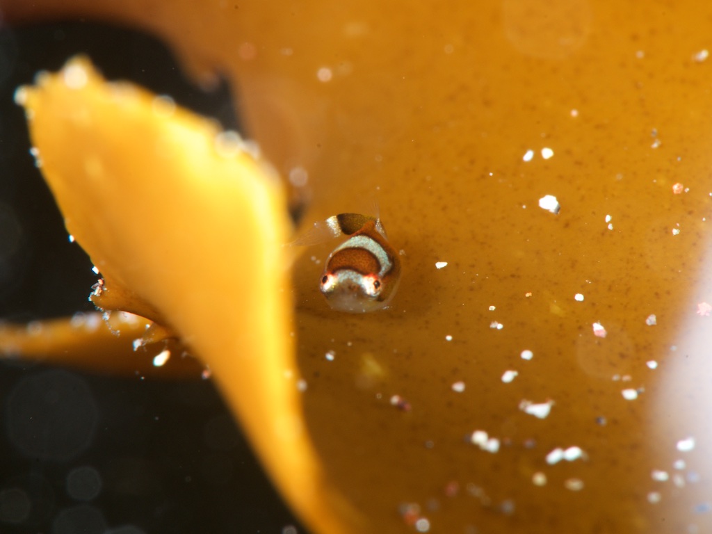 川奈のダンゴウオ