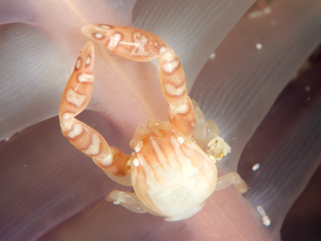 ウミシャボテンカニダマシ