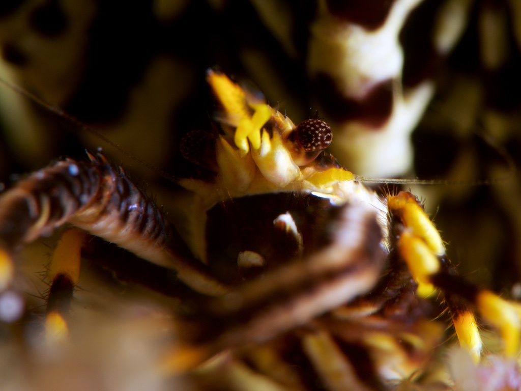 コマチコシオリエビ