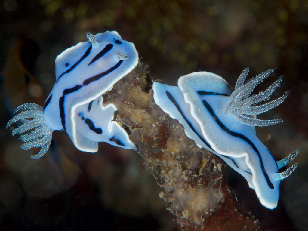 ミゾレウミウシ