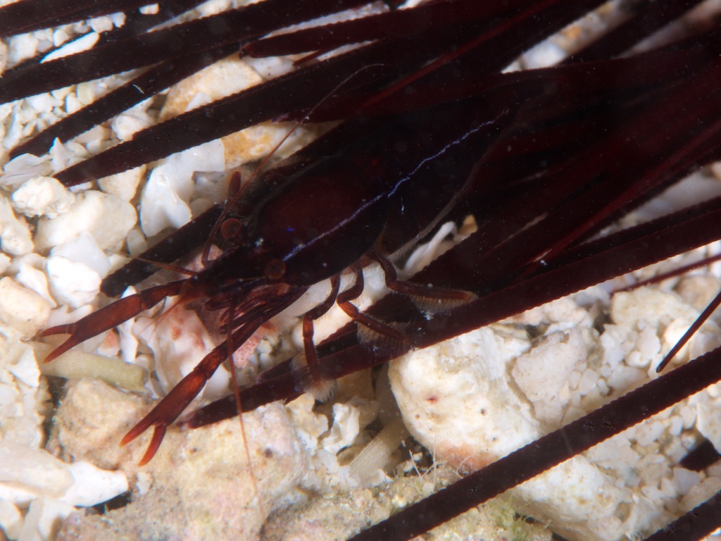 ムラサキヤドリエビ