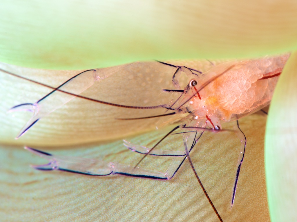 バブルコーラルシュリンプ