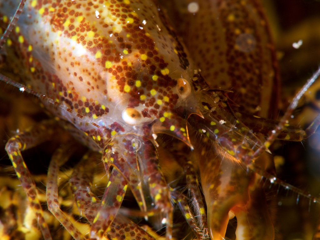 ハクセンコマチテッポウエビ