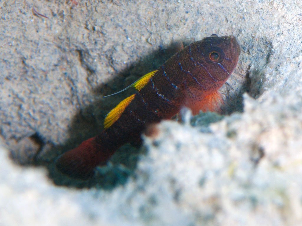 イレズミハゼ属の一種