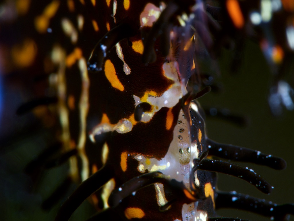 ニシキフウライウオの卵