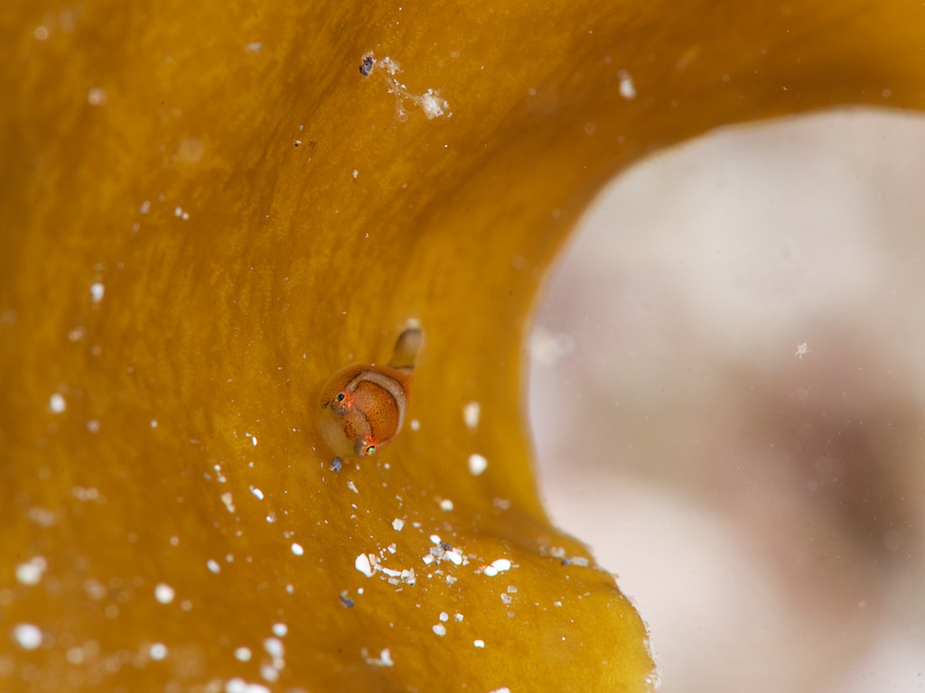 川奈のダンゴウオ