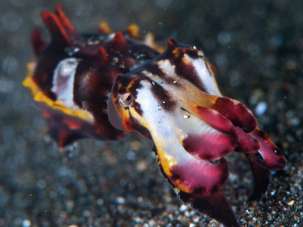 Flamboyant cuttlefish（ミナミハナイカ）