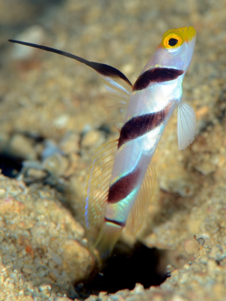 Black-rayed shrimp goby（ヒレナガネジリンボウ）