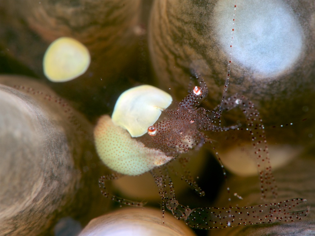Egg shell shrimp(ヒメイソギンチャクエビ)