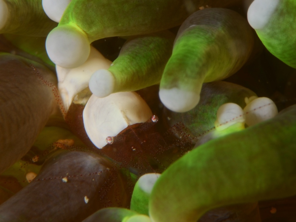 Egg shell shrimp（ヒメイソギンチャクエビ）