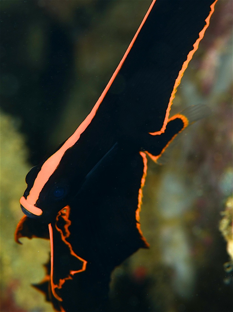 Pinnate batfish（アカククリ）