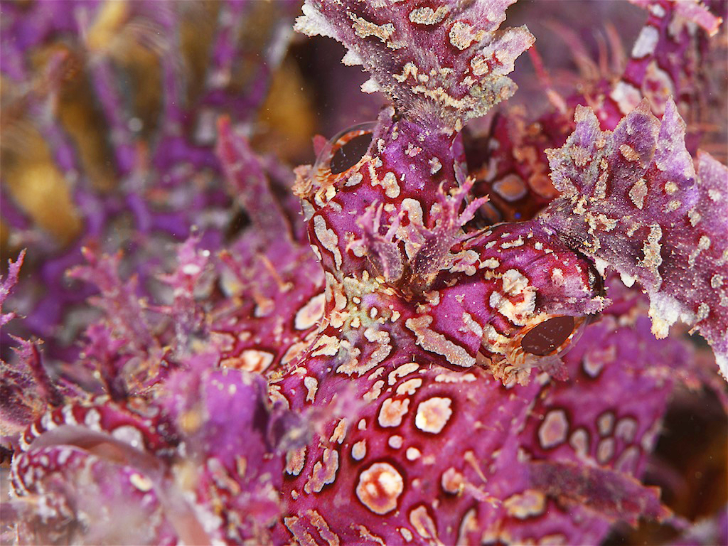 Rhinopias - Weedy scorpionfish（ボロカサゴ）