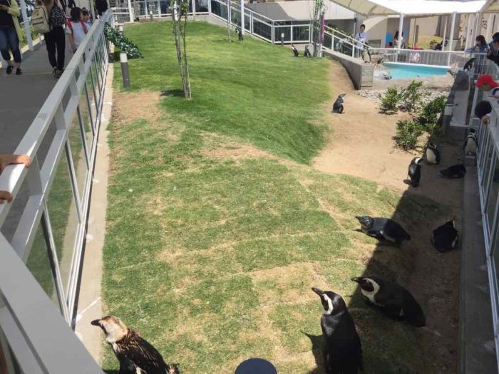 マリンワールド海の中道のフンボルトペンギン