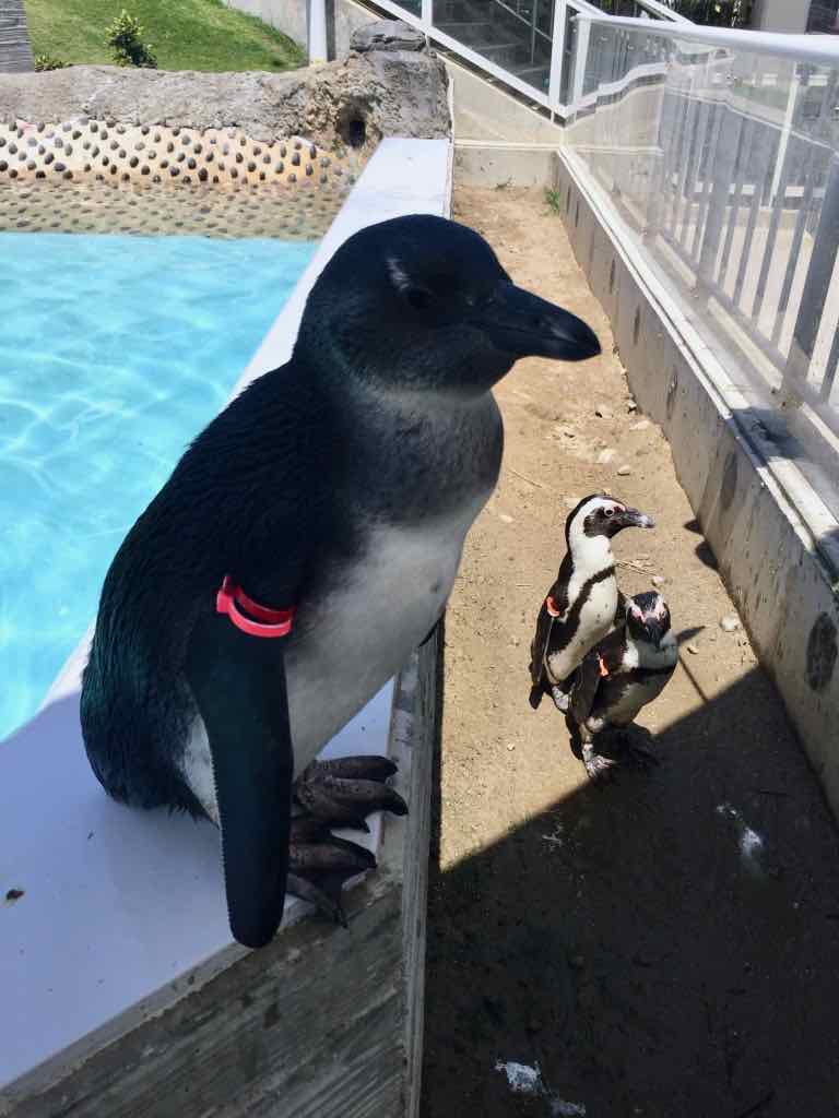 マリンワールド海の中道のフンボルトペンギン