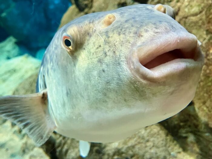 下関市立しものせき水族館「海響館」のトラフグ