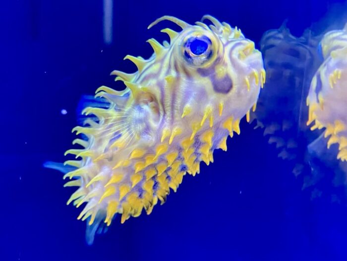 下関市立しものせき水族館「海響館」のストライプドバーフィッシュ
