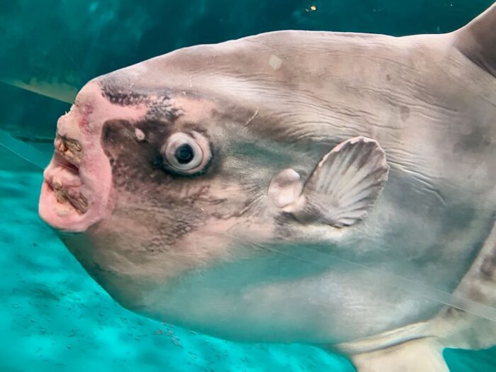 下関市立しものせき水族館「海響館」のマンボウ